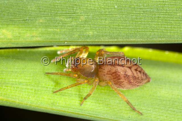 Clubionidae_8757.JPG - France, Araneae, Clubionidae, Araignée, Clubionide (Clubiona conta), Sac-spider